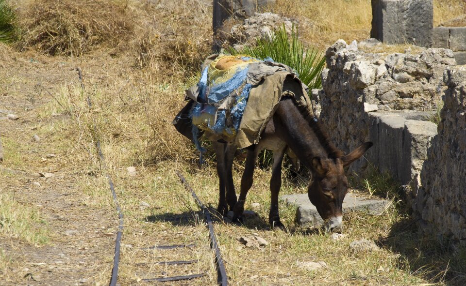 Donkey morocco last animal