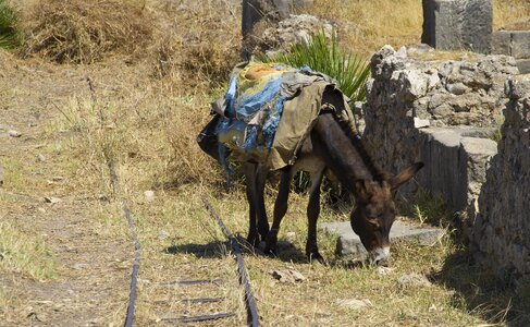 Donkey morocco last animal