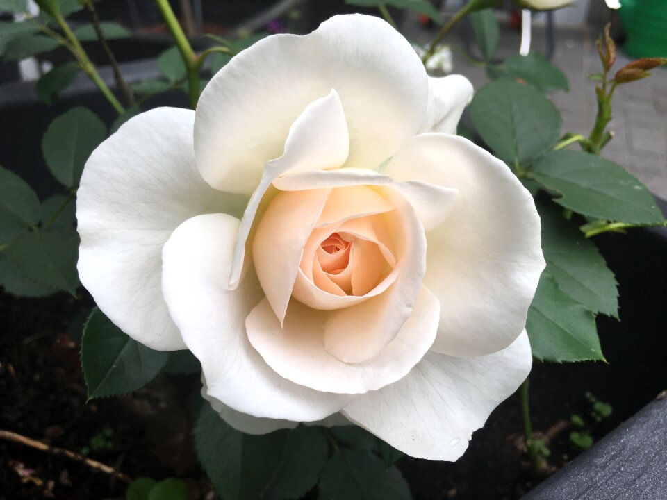 Pink rose summer pink and white photo