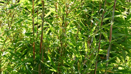 Garden plant green