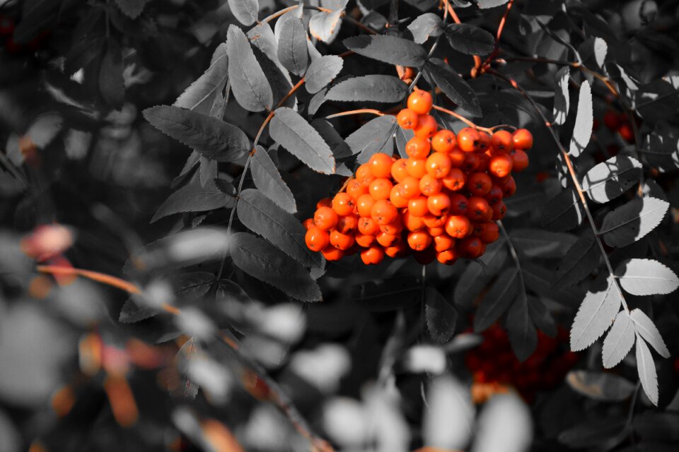 Fruits orange key color