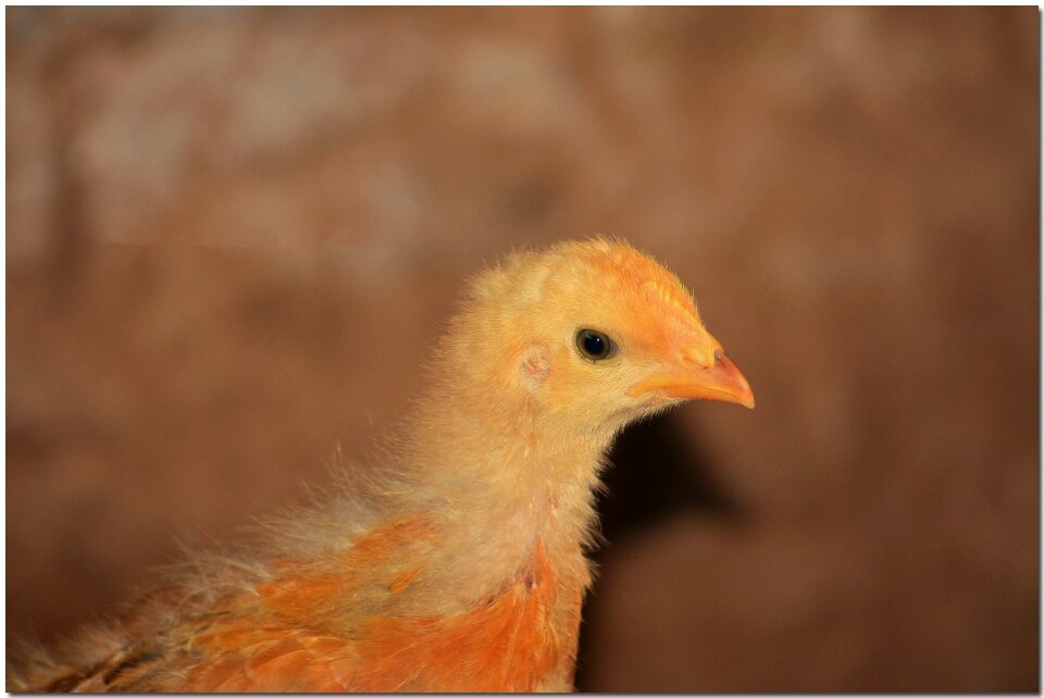 Feathers animal farm