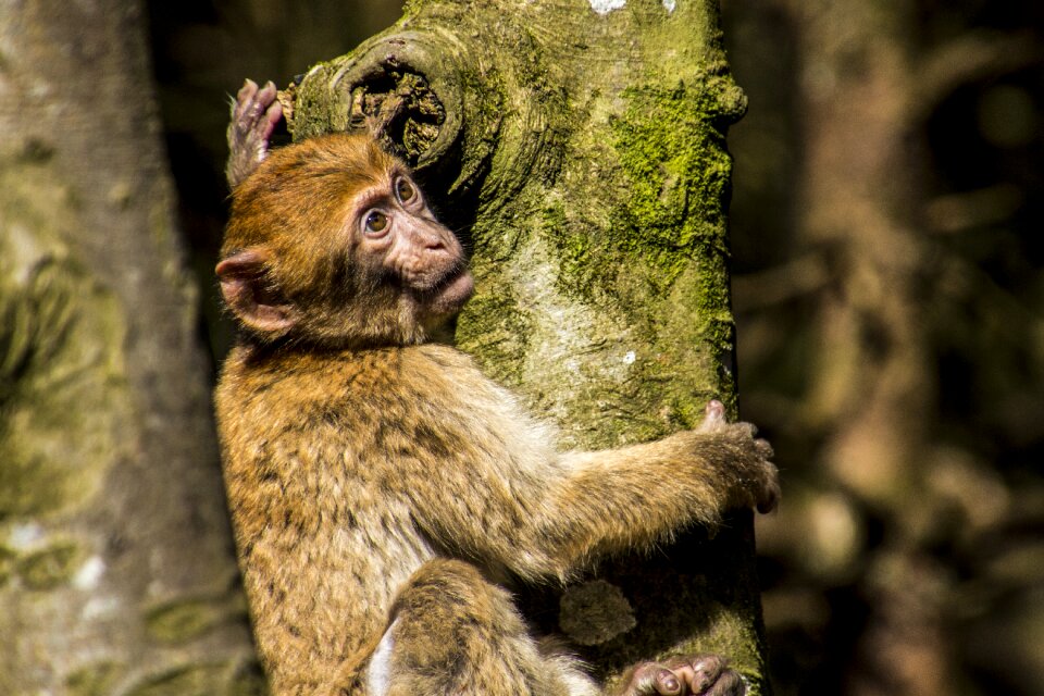 Young monkey monkey mountain salem