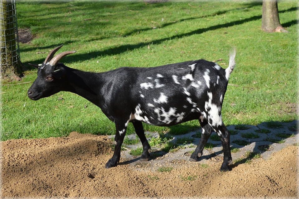 Zoology species environment
