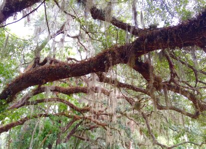 Sky oak tree big photo