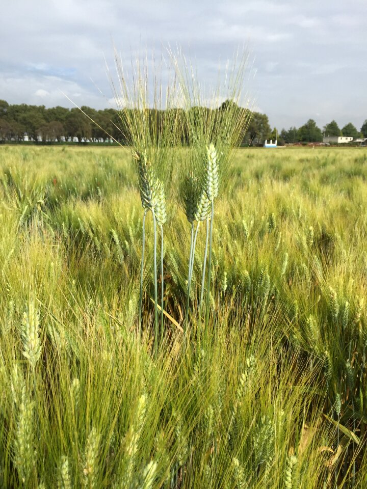 Durum wheat field cereal