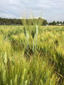 Durum wheat field cereal photo