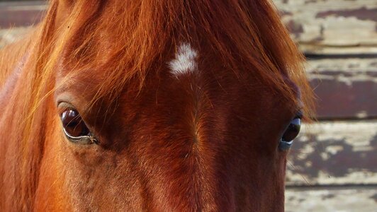 Head horseback riding nature
