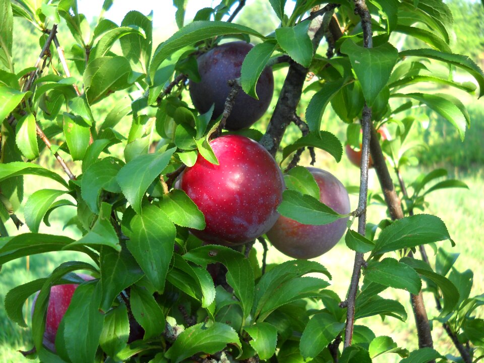 Summer ripening