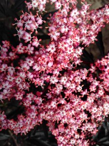 Elderberry blossoms