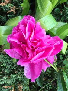 Spring pink flower bloom