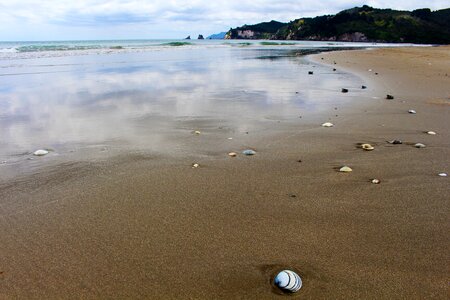 Mussels sea water photo