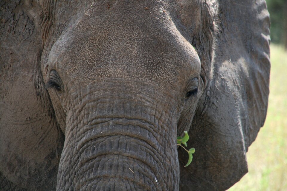 Tanzania wild grey