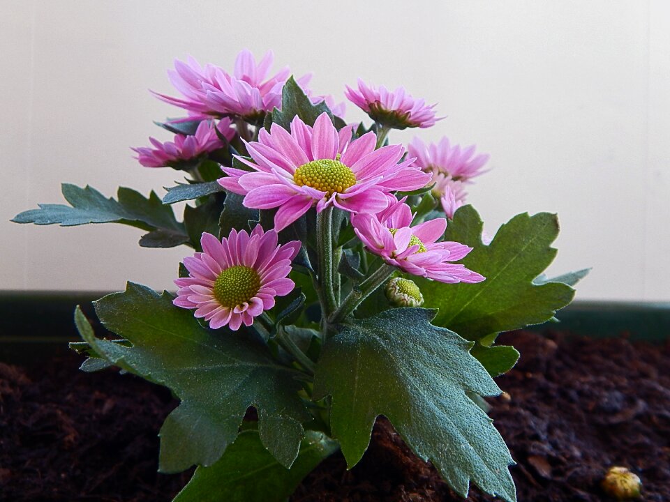 Botanical bloom summer