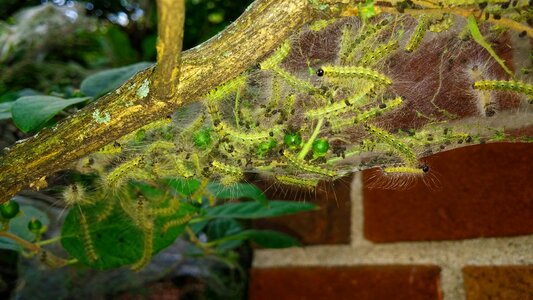 Webworm nest nest larva