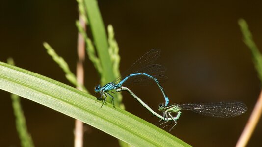 Blue biology reproduction