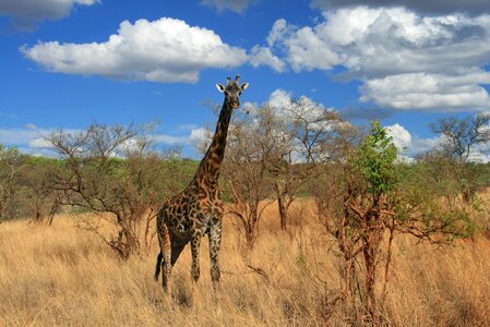 Tanzania savannah wild
