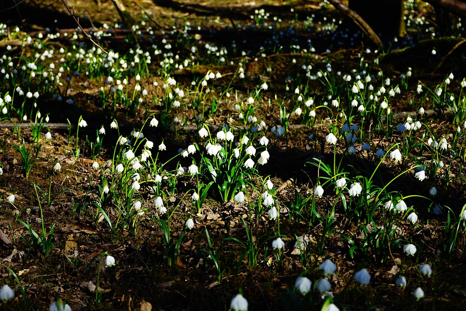 Spring flower blossom bloom