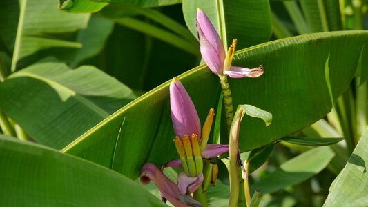 Banana banana plant banana shrub photo