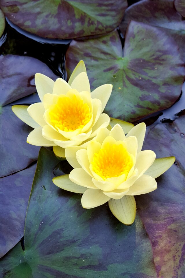 Flower water flower water lily