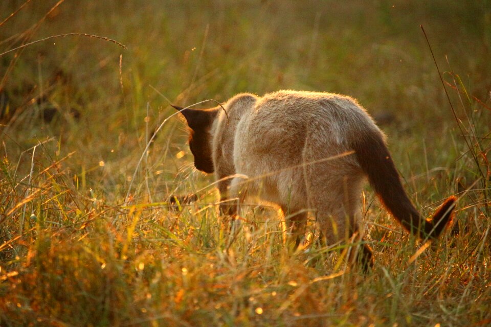 Siamese siam breed cat