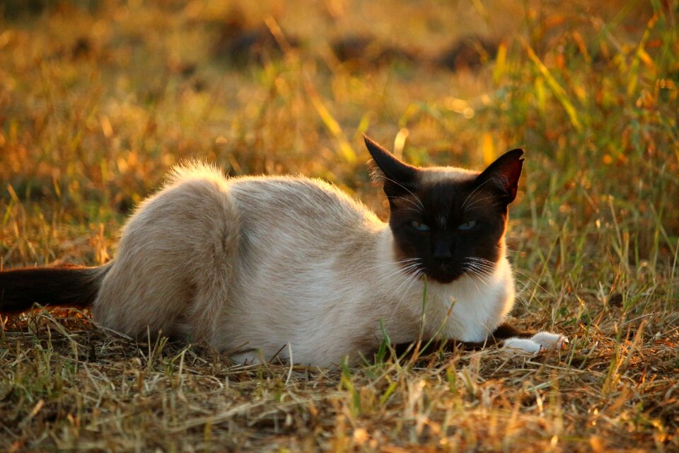 Siamese siam breed cat
