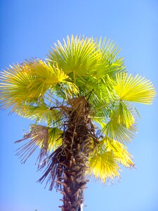 Holiday tropical palm trees