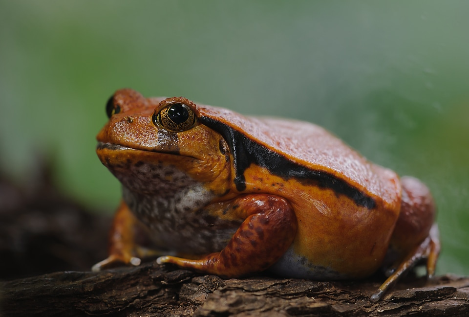 Amphibians fat thick