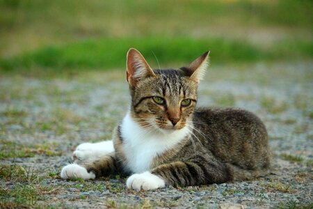 Mackerel tiger cat domestic cat photo