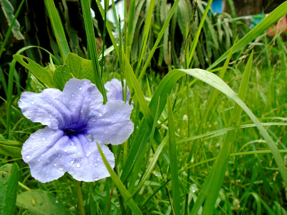 Fresh nice blooming