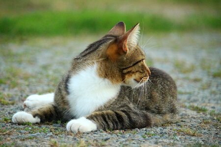 Mackerel tiger cat domestic cat photo