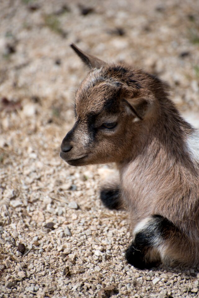 Zoo small kid newborn