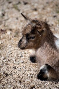 Zoo small kid newborn