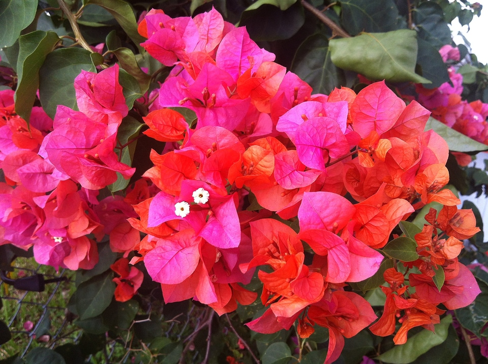 Orange pink hybrid
