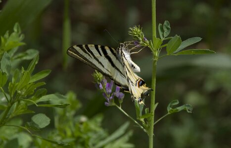 Scarce swallowtail morocco swallowtail butterflies