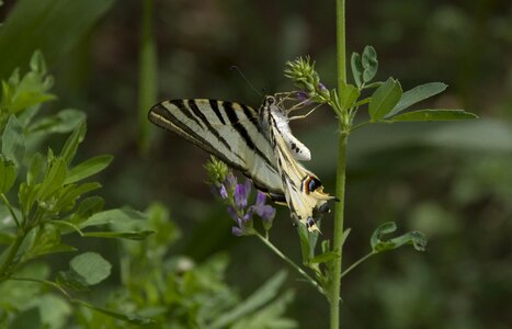 Scarce swallowtail morocco swallowtail butterflies photo