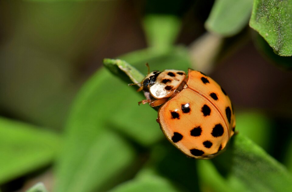 Harlequin lady beetle multicolored multivariate