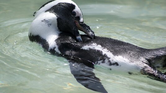 Wilhelma water penguin photo