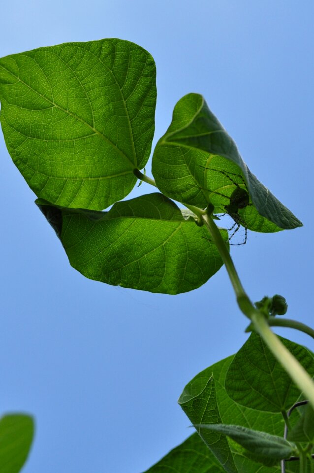 Green nature leaf