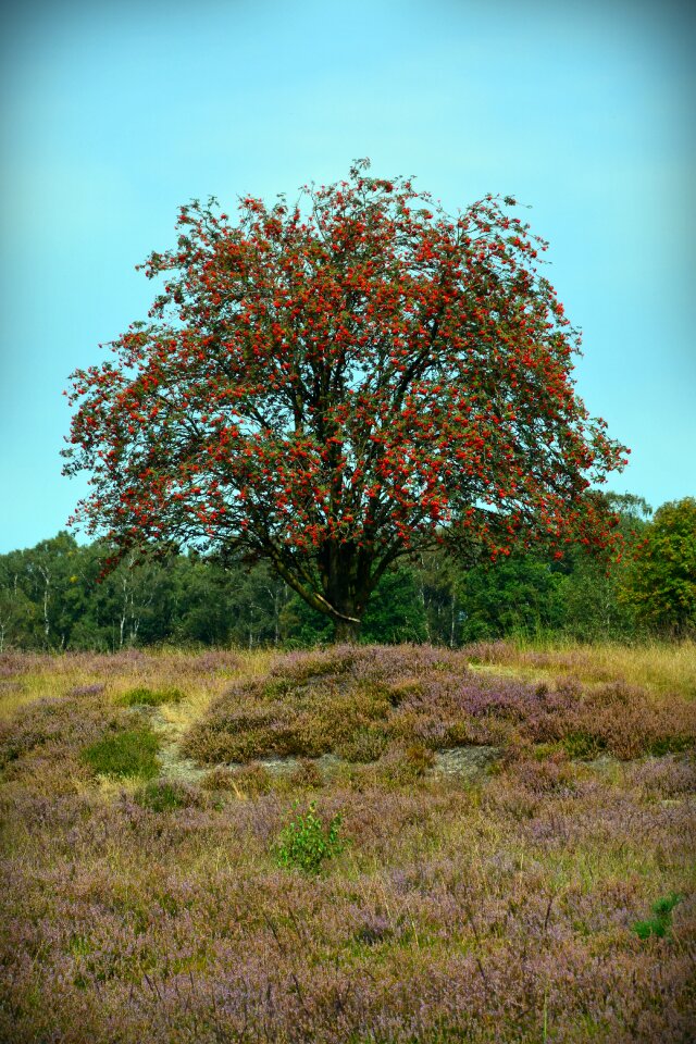 Lüneburg heath nature reserve bench