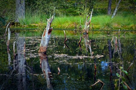 Pietz moor schneverdingen moorland photo