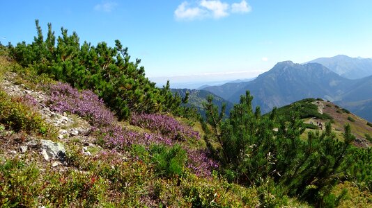 Nature western tatras summer photo