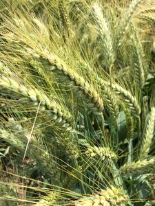 Durum wheat field cereal photo