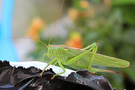 Grasshopper insect green photo