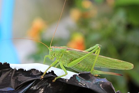 Grasshopper insect green