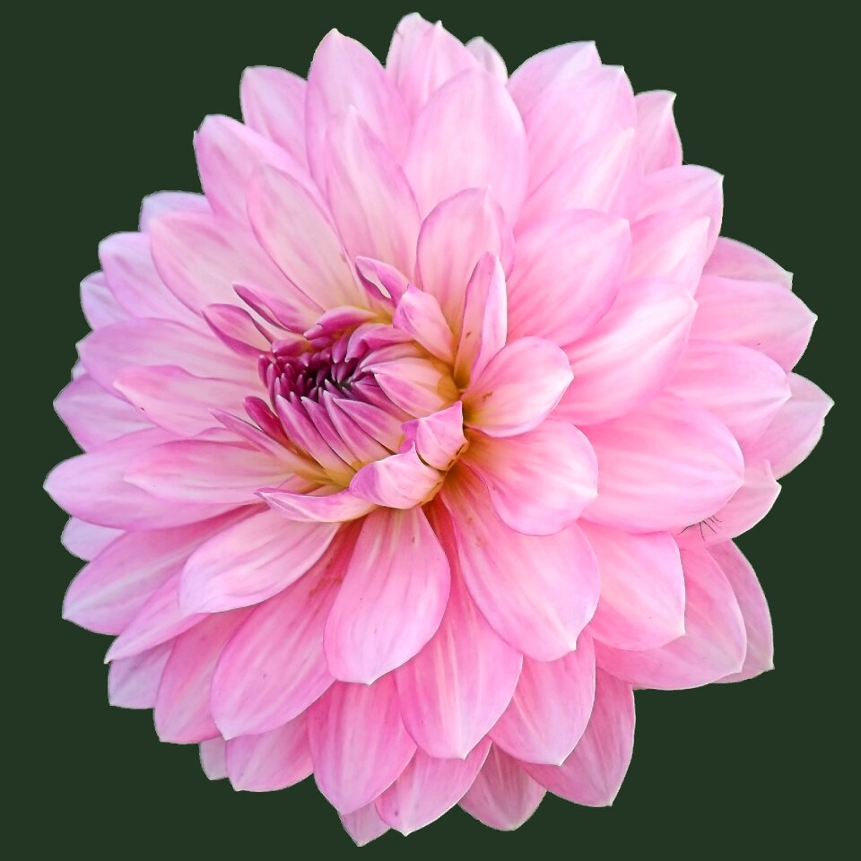 Dahlia flower flower late summer