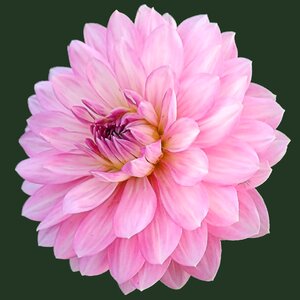 Dahlia flower flower late summer