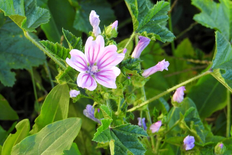 Sigmar herb pointed flower wild mallow