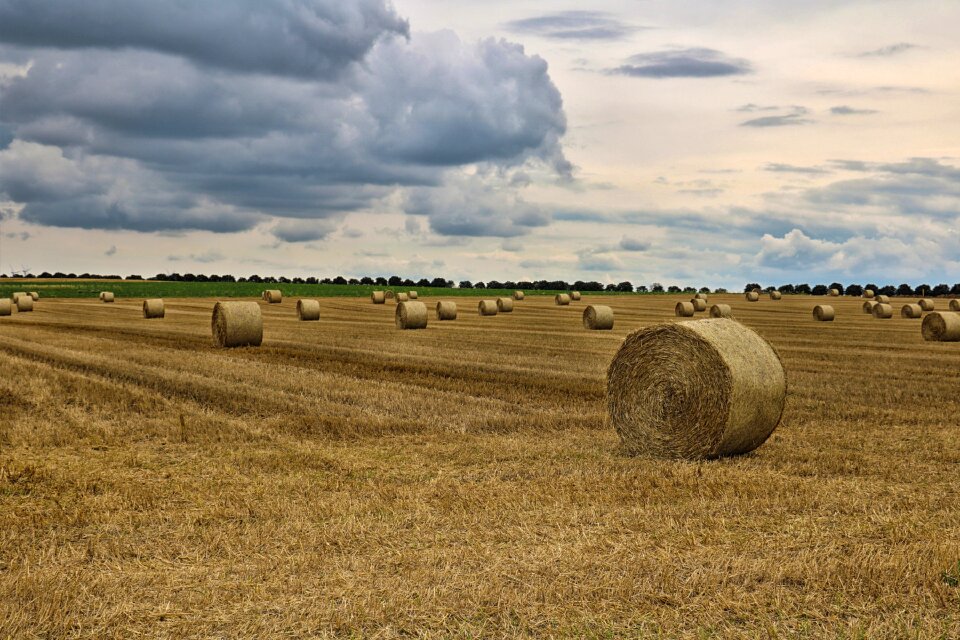 Harvested stubble round bales
