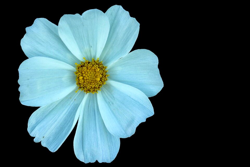 White flower cosmos